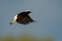 Belorit saharsky - Oenanthe leucopyga - White-crowned wheatear 1423